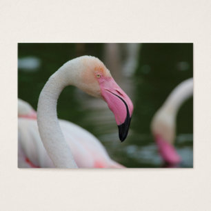 Phoenicopterus roseus