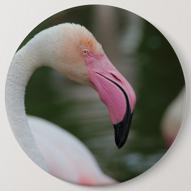 Phoenicopterus roseus 6 cm round badge (Front)