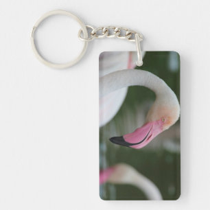 Phoenicopterus roseus key ring