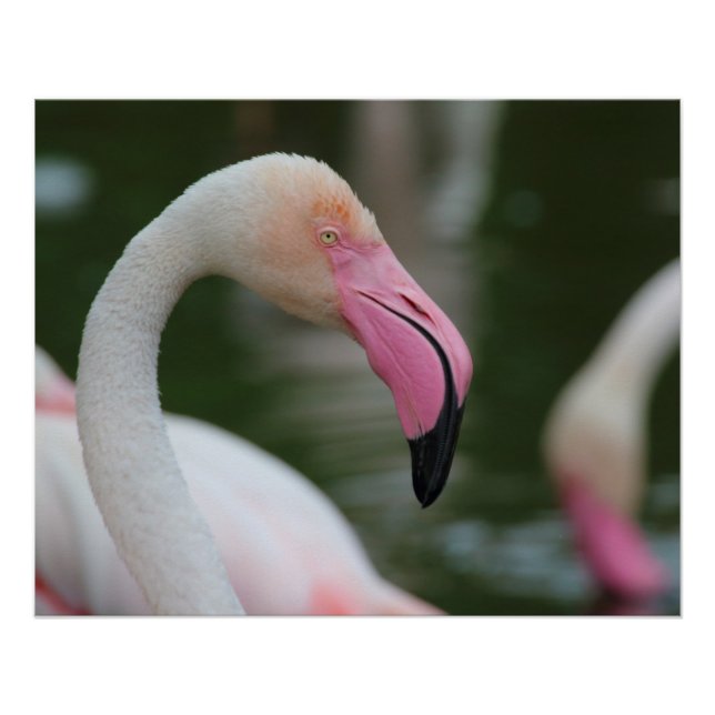 Phoenicopterus roseus poster (Front)