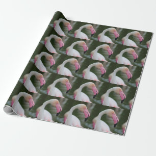Phoenicopterus roseus wrapping paper