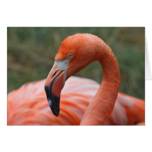 Phoenicopterus ruber