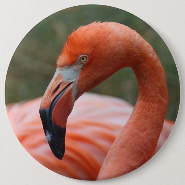 Phoenicopterus ruber 6 cm round badge (Front)