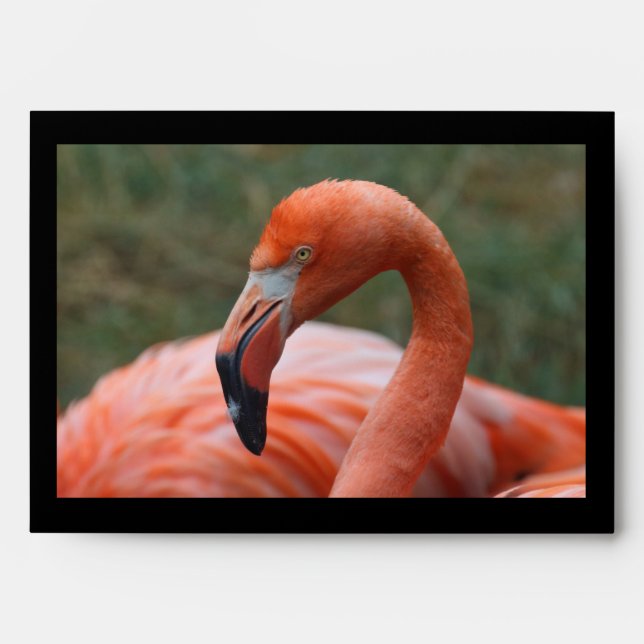 Phoenicopterus ruber envelope (Front)