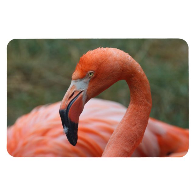 Phoenicopterus ruber magnet (Horizontal)