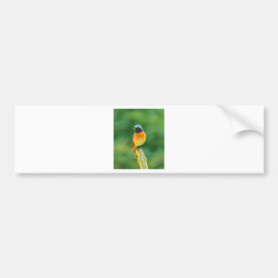 phoenicurus ochruros bumper sticker