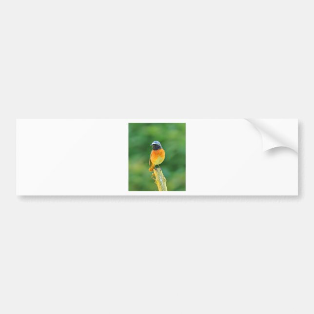 phoenicurus ochruros bumper sticker (Front)