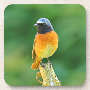 phoenicurus ochruros coaster