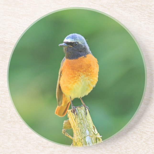 phoenicurus ochruros coaster (Front)