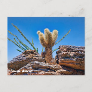 Phoenix Arizona, Young Teddy Bear Cholla Cactus, Postcard