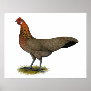 Phoenix:  BB Red Hen Poster