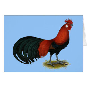 Phoenix:  BB Red Rooster