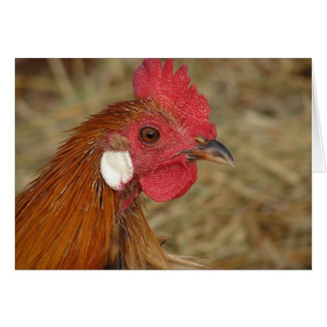 Phoenix Rooster (Front Horizontal)