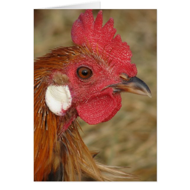 Phoenix Rooster (Front)