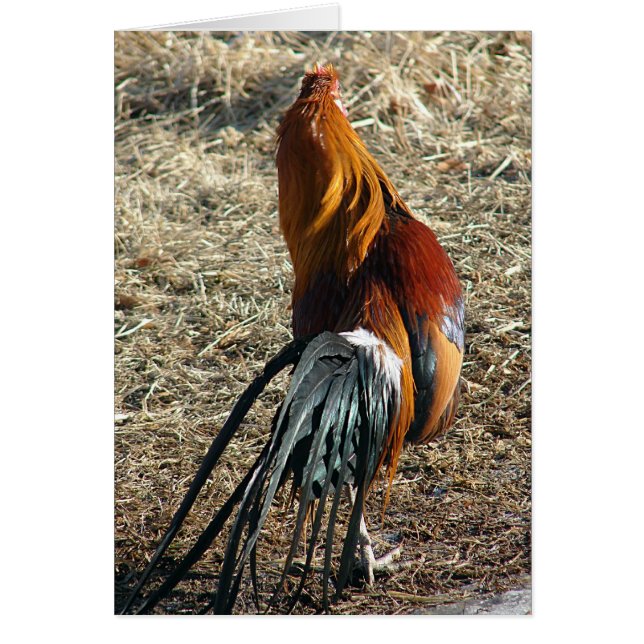 Phoenix Rooster From Behind All Occasion Blank (Front)