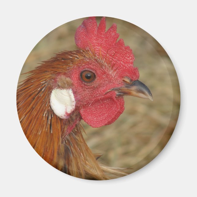 Phoenix Rooster Magnet (Front)