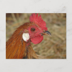 Phoenix Rooster Postcard