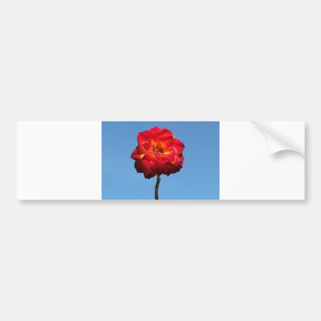Phoenix Rose in the Sky-bumper sticker (Front)