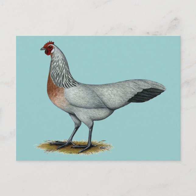 Phoenix:  Silver Duckwing Hen Postcard (Front)