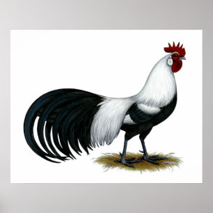 Phoenix:  Silver Duckwing Rooster Poster