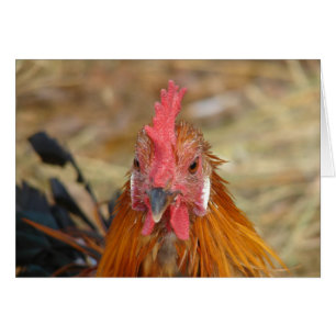 Phoenix Stares the Camera Down