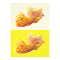 Phoenix - The Bird that is Reborn