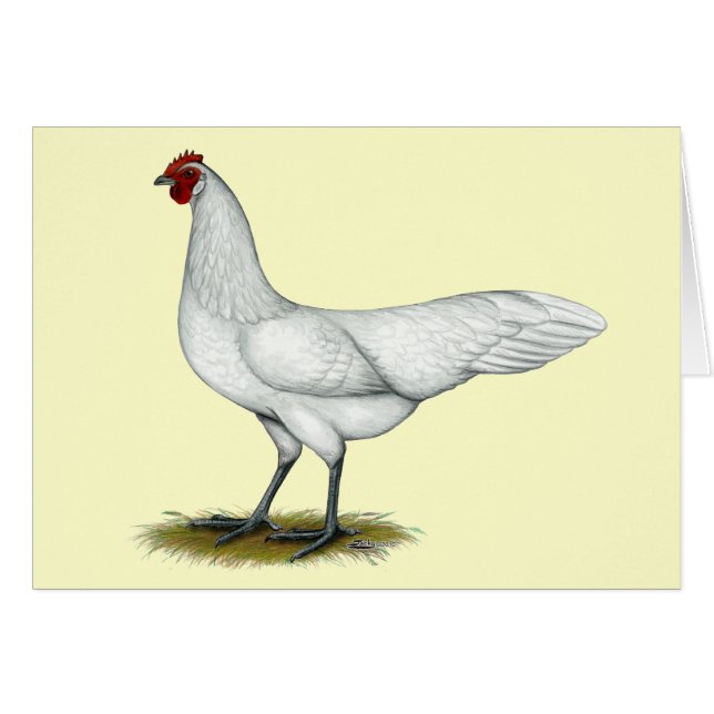 Phoenix:  White Hen (Front Horizontal)