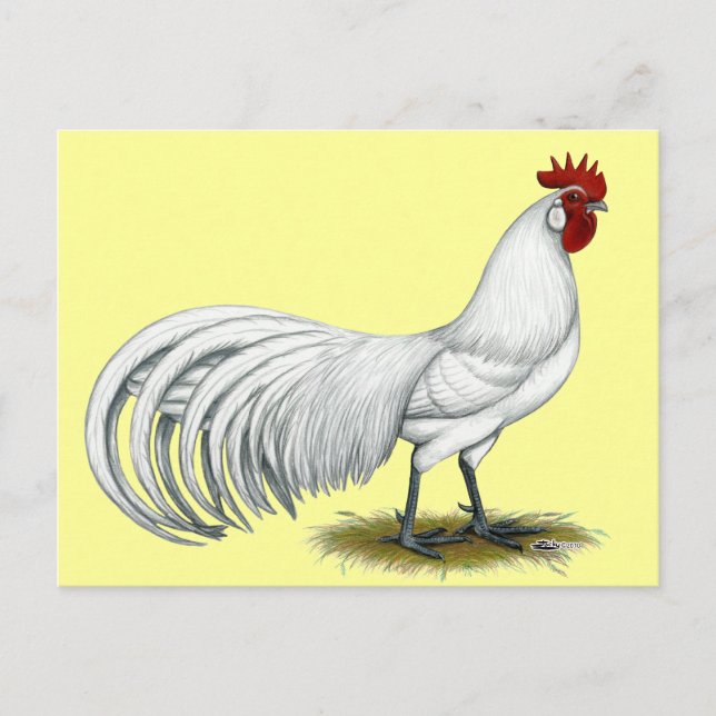 Phoenix:  White Rooster Postcard (Front)