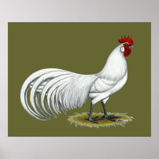 Phoenix:  White Rooster Poster (Front)