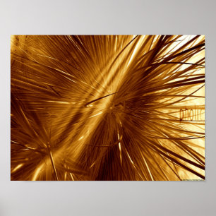 Pholic Poster