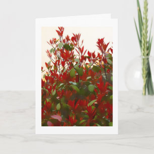 Photinia bush Birthday Card