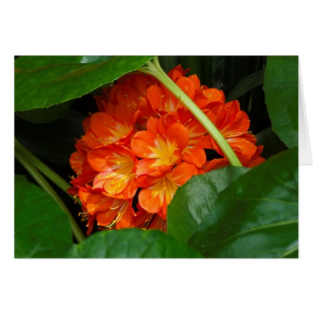 Photo (Front Horizontal)