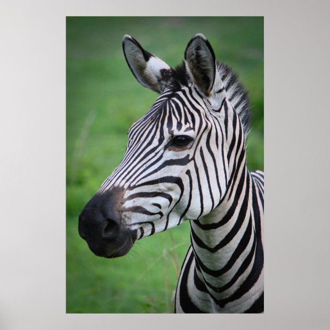 Photo African Zebra in the Green Grass Portrait Poster (Front)