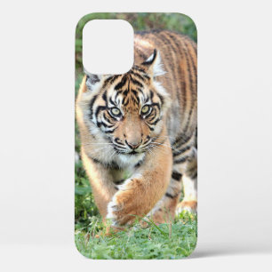 Photo  , animals , tiger , tigre . Case-Mate iPhon iPhone 12 Pro Case