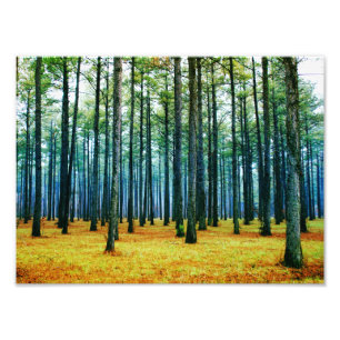 Photo Beautiful Pine Tree Forest Yellow Grass