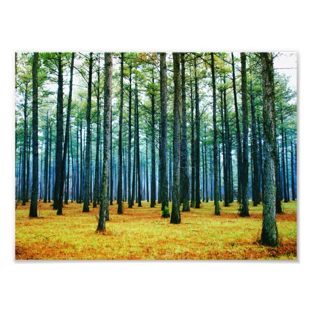Photo Beautiful Pine Tree Forest Yellow Grass Print (Front)