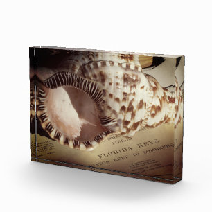 Photo Block- Florida Keys Shell Chart Block