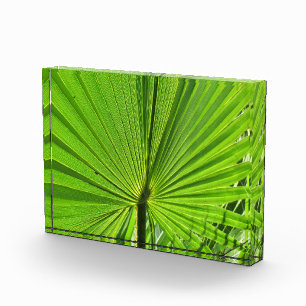 Photo Block - Palm Frond