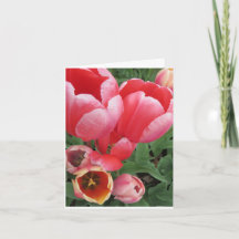 Photo bold bright pink tulip flower on blank cards