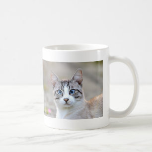 Photo cat , pet , animals 0138. coffee mug