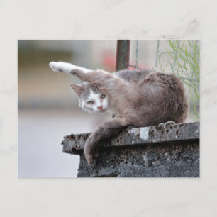 Photo cat , pet , animals . postcard
