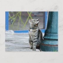 Photo cat , pet , animals . postcard