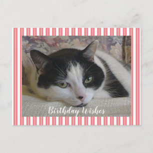 Photo Cat Postcard
