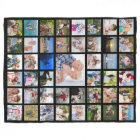 Photo Collage 45 Pics Editable Color Personalized