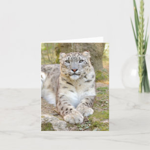 Photo csnow leopard , animals . card