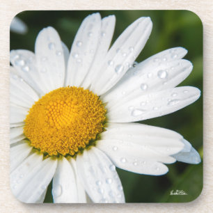 photo daisy with the dew of the morning coaster