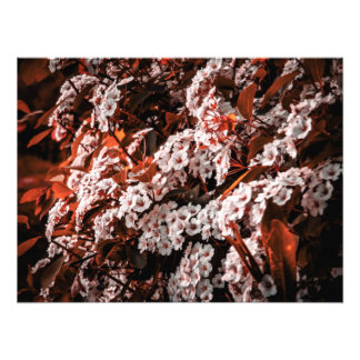 Photo elargement paper print