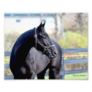 Photo Enlargement - Thoroughbred - Jackson Heights Print