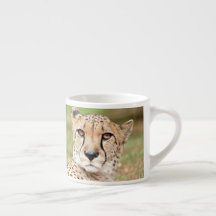 Photo guepard , cat , animals . espresso cup