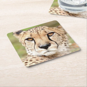 Photo guepard , cat , animals . square paper coaster